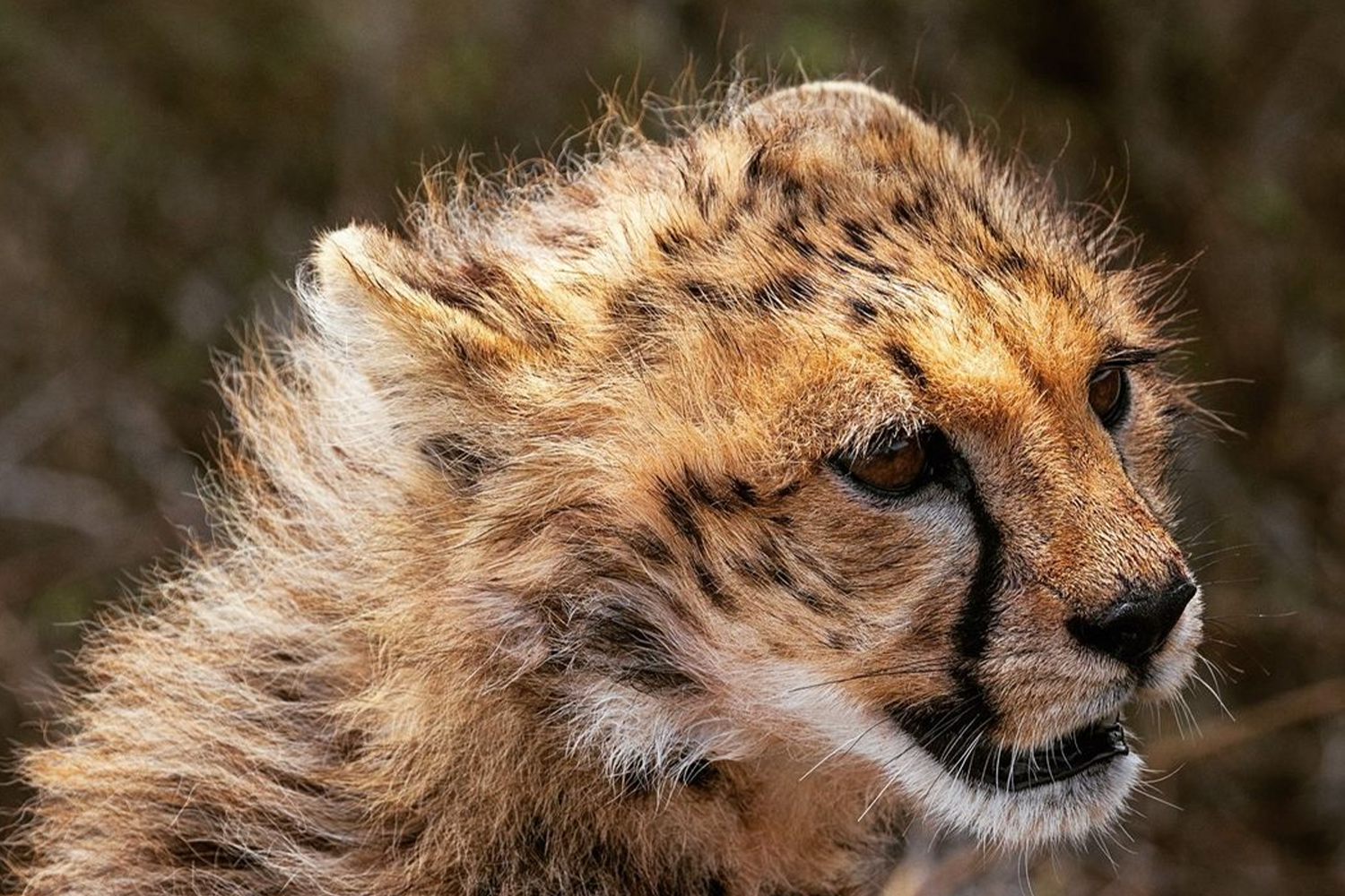 Can I Book A Tanzania Safari Without Paying The Full Amount Upfront? Your