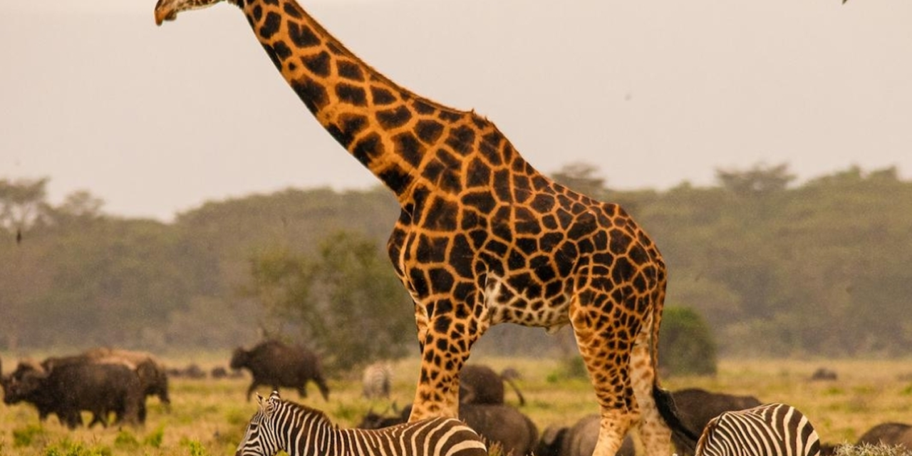 Tanzania Safari Tours From Moshi Ending At Zanzibar Airport 2026-2027