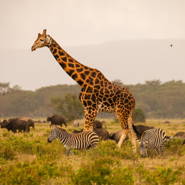 Tanzania Safari Tours From Moshi Ending At Zanzibar Airport 2026-2027