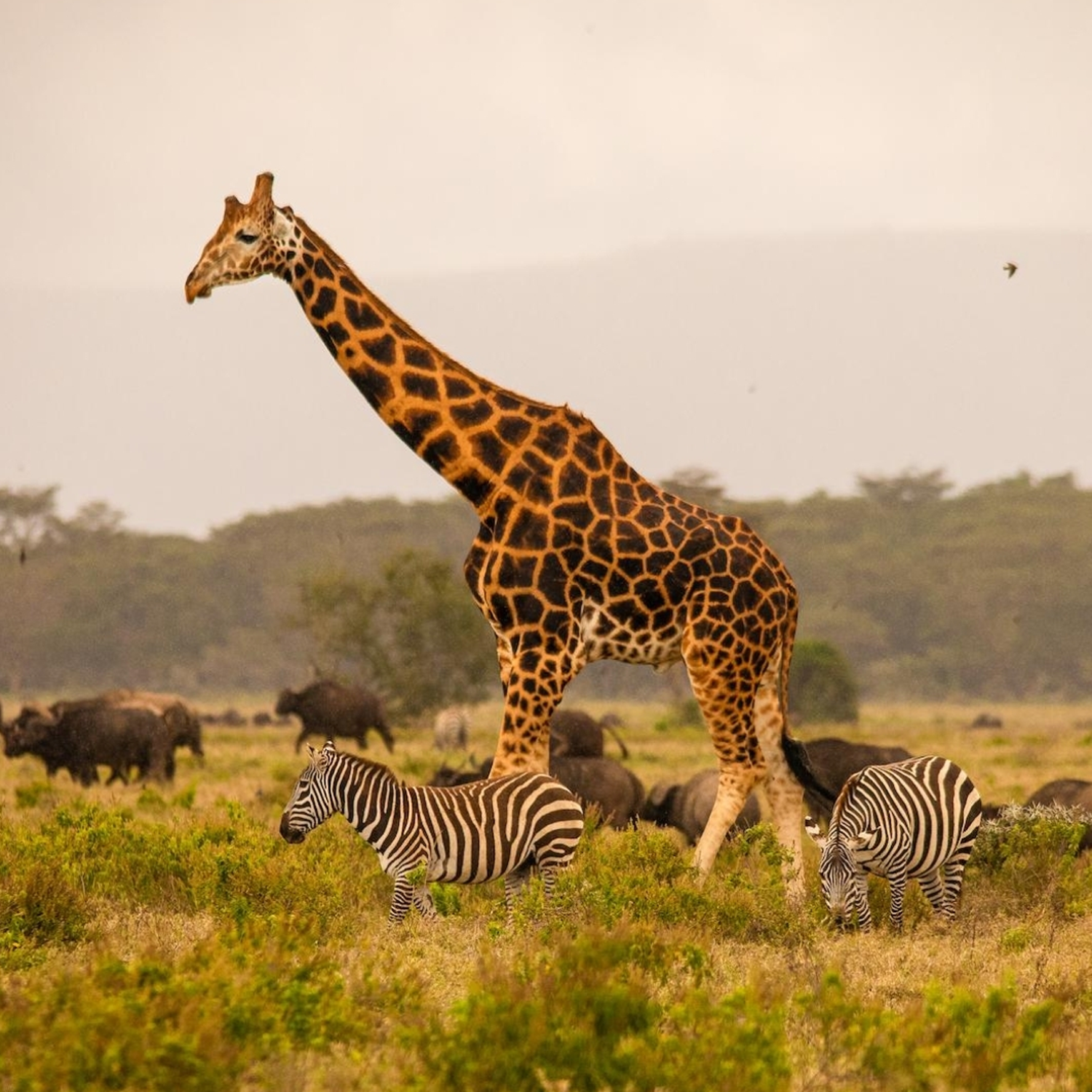 How Much Does A Serengeti Safari From Moshi Cost? 2026-2027