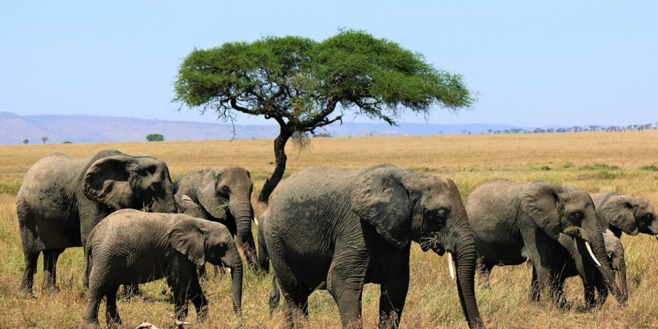 Tanzania Safari Tours With Kilimanjaro Airport Pickup Included 2026-2027