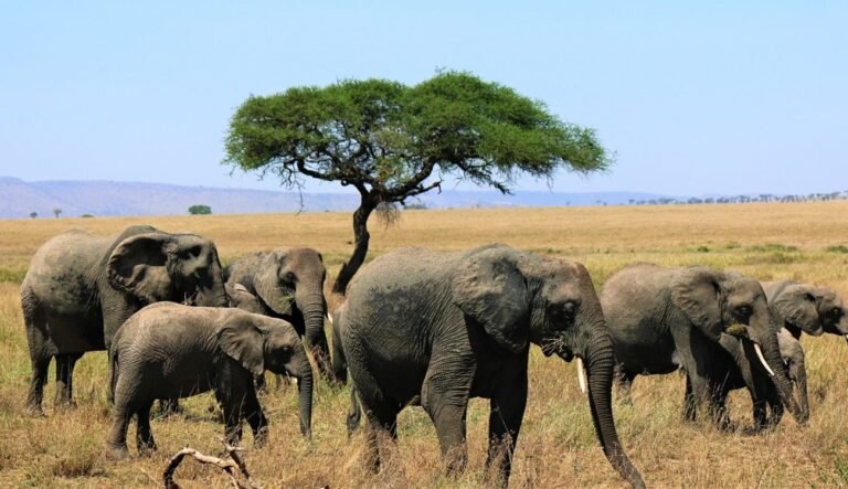 Tanzania Safari Tours with Kilimanjaro Airport Pickup Included