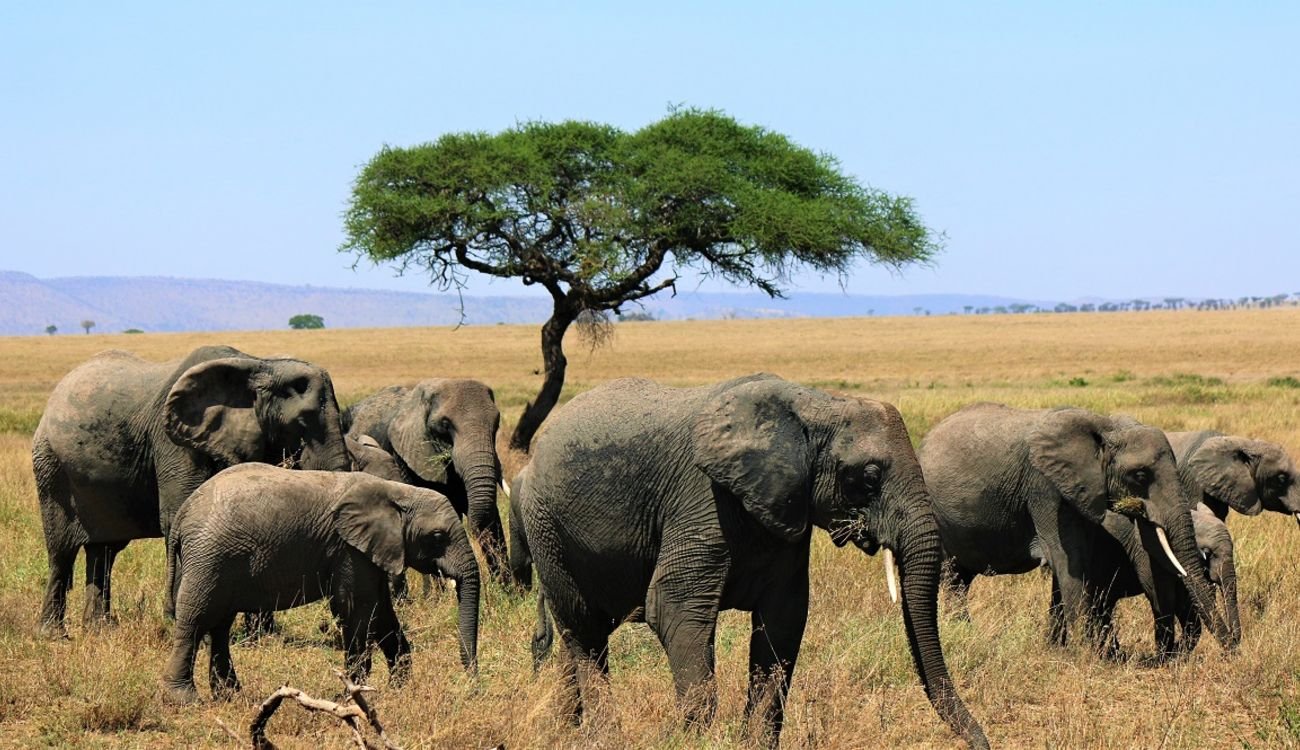 Tanzania Safari Tours With Kilimanjaro Airport Pickup Included 2026-2027