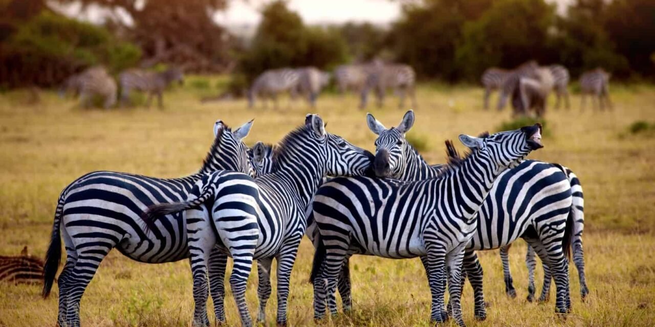 How Much Should I Budget For A 7 Day Tanzania Safari? 2026-2027