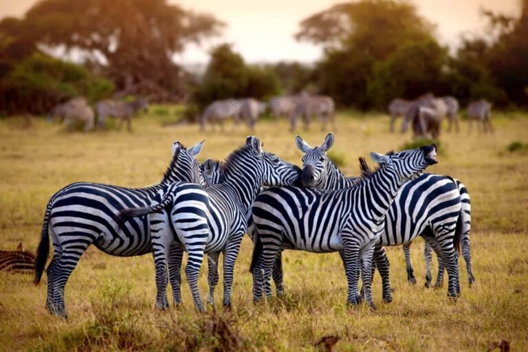 Can I Book a Tanzania Safari with an English-Speaking Private Guide?