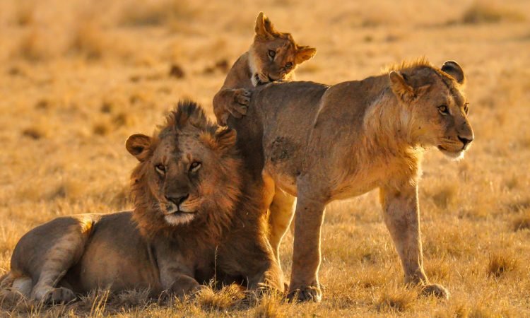What Is the Average Cost of a 4 Day Tanzania Safari?