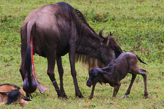 Can I Book a Safari from Zanzibar Without Staying Overnight on the Mainland?