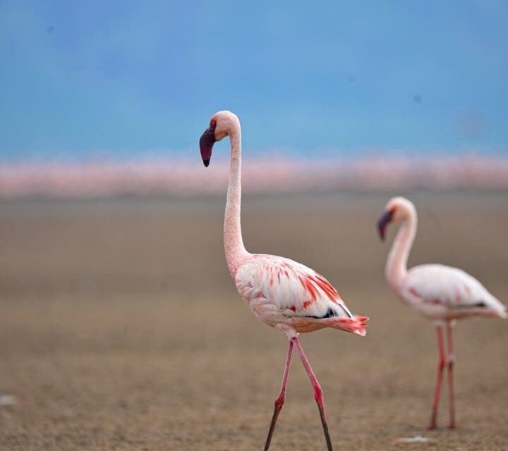 Arusha City Tour With Local Markets And Cultural Experiences | Top Guide