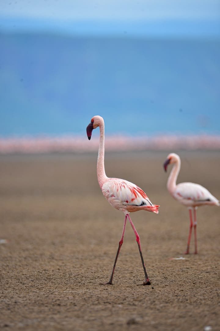 Arusha City Tours: Planning Your Safari Add-On Before Or After 2026-2027