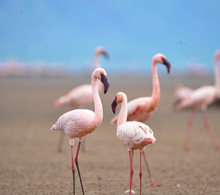 Lake Eyasi Tanzania Authentic Cultural Tour: Connecting With Ancient Tribes
