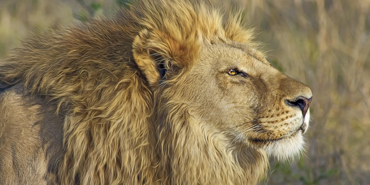2 Day Tarangire and Ngorongoro Crater Safari from Arusha 2026-2027