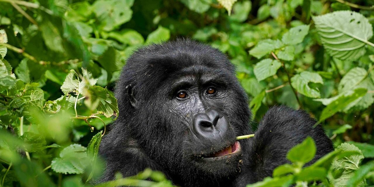 Lake Tanganyika Wildlife Safari And Beach Combination Tours 2026-2027
