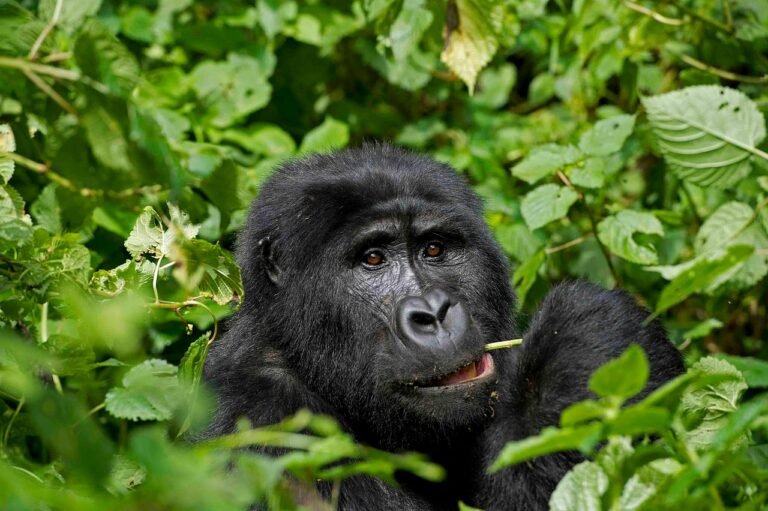 Gombe Chimpanzee Trekking Safari in Tanzania 2026-2027