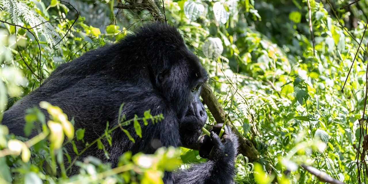 Private Gombe Stream National Park Chimpanzee Safari 2026-2027