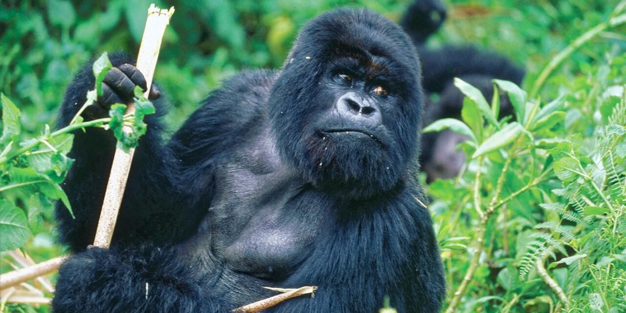 Lake Tanganyika Budget Holiday And Adventure Tours 2026-2027