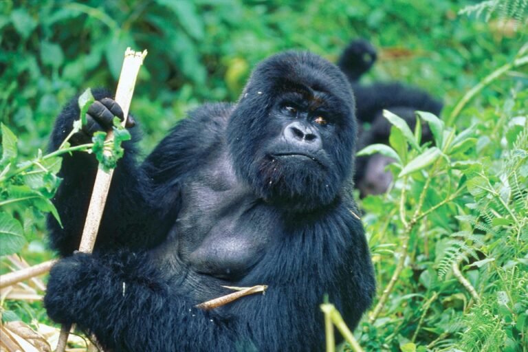 Budget Gombe Stream National Park Safari and Chimpanzee Tour