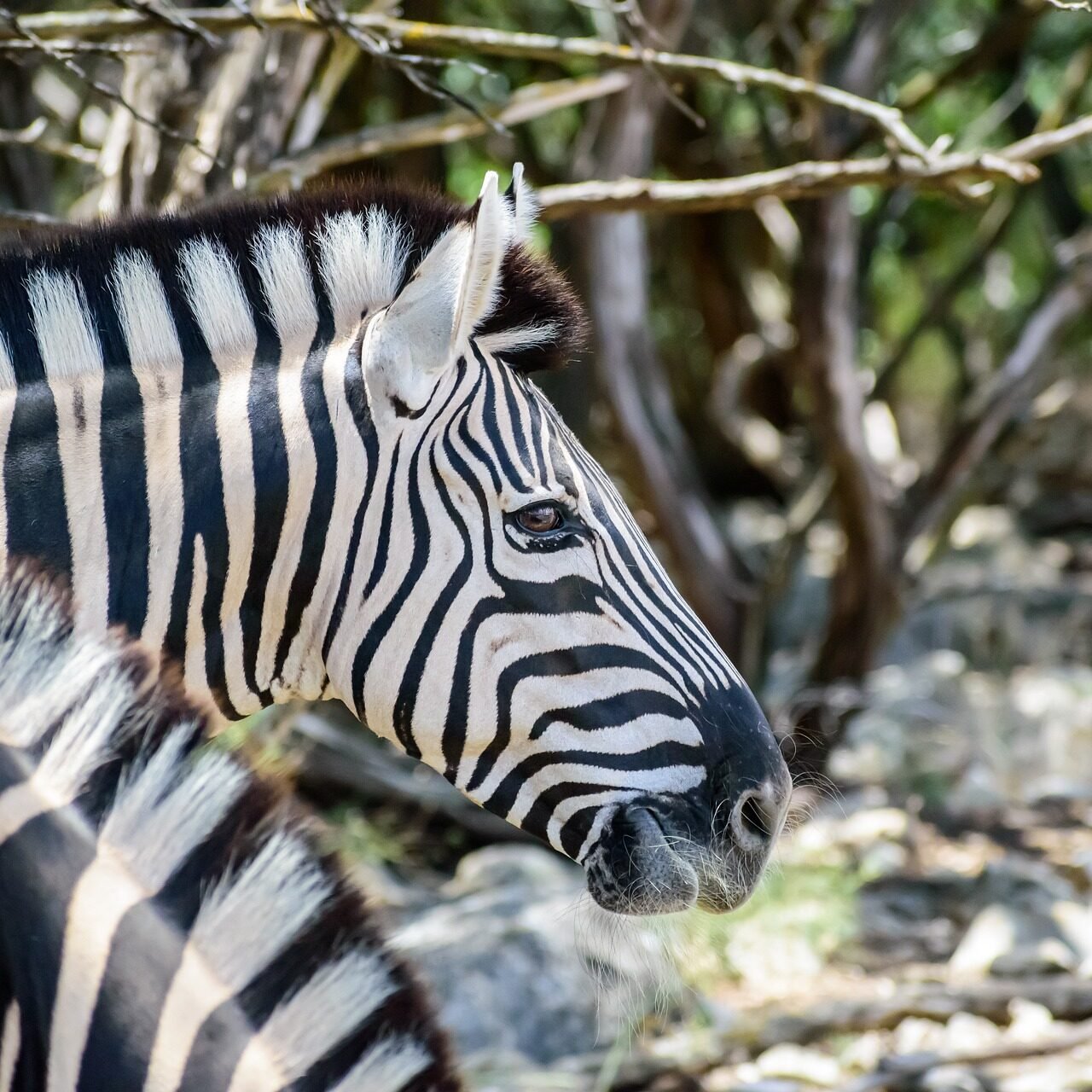 Best 2 Day Tanzania Safari Packages with Prices 2026-2027