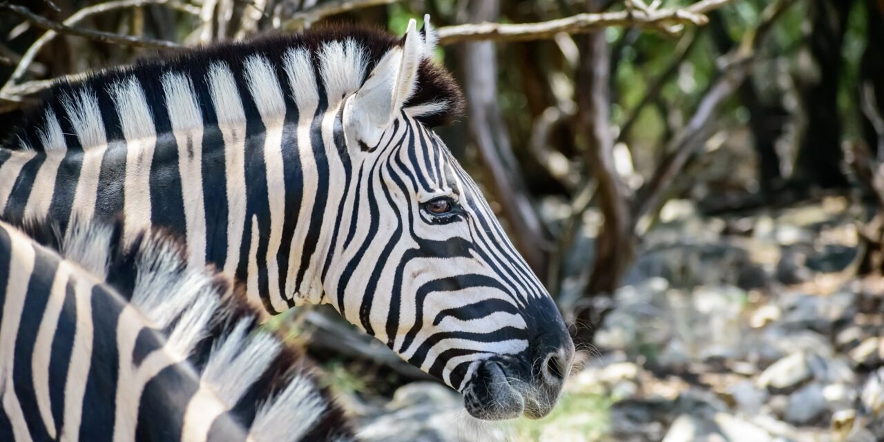 Best 2 Day Tanzania Safari Packages with Prices 2026-2027