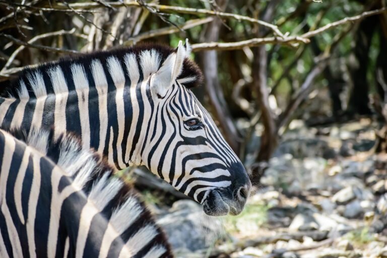 Best 2 Day Ngorongoro Crater and Tarangire Safari Packages