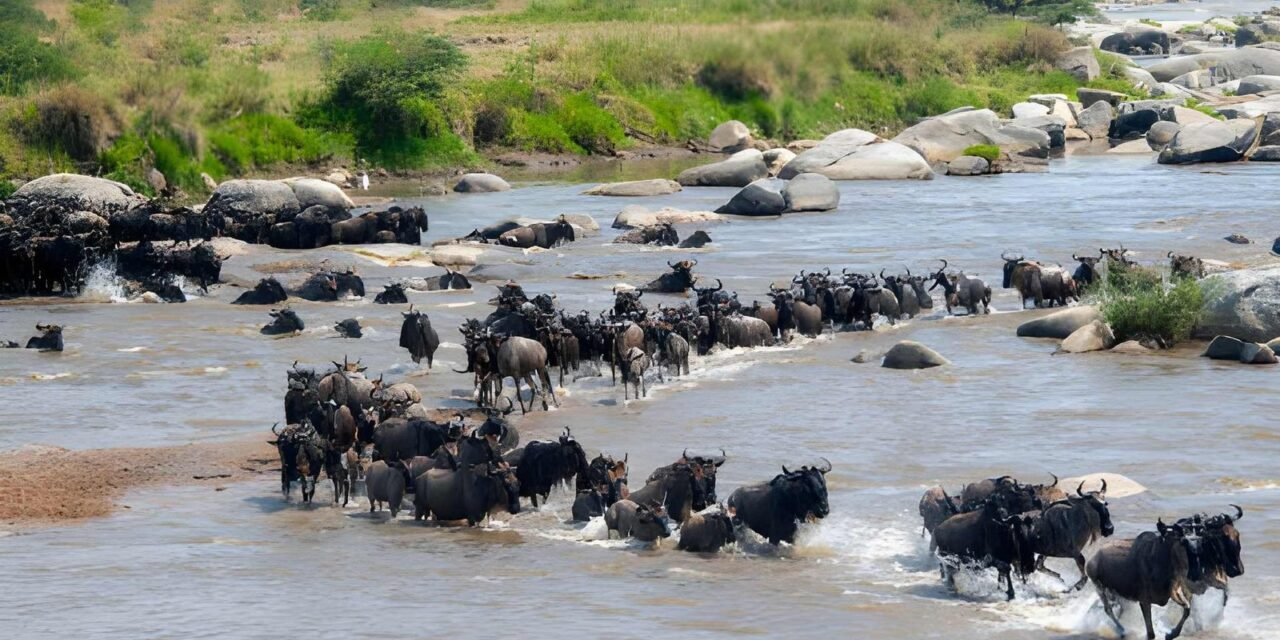 How Much Does A 5 Day Great Migration Safari Cost? 2026-2027