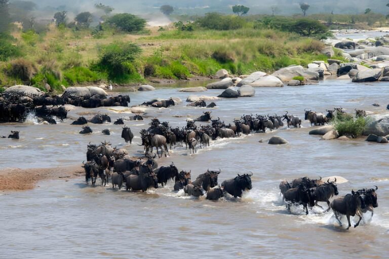 How Much Does a 5 Day Great Migration Safari Cost?