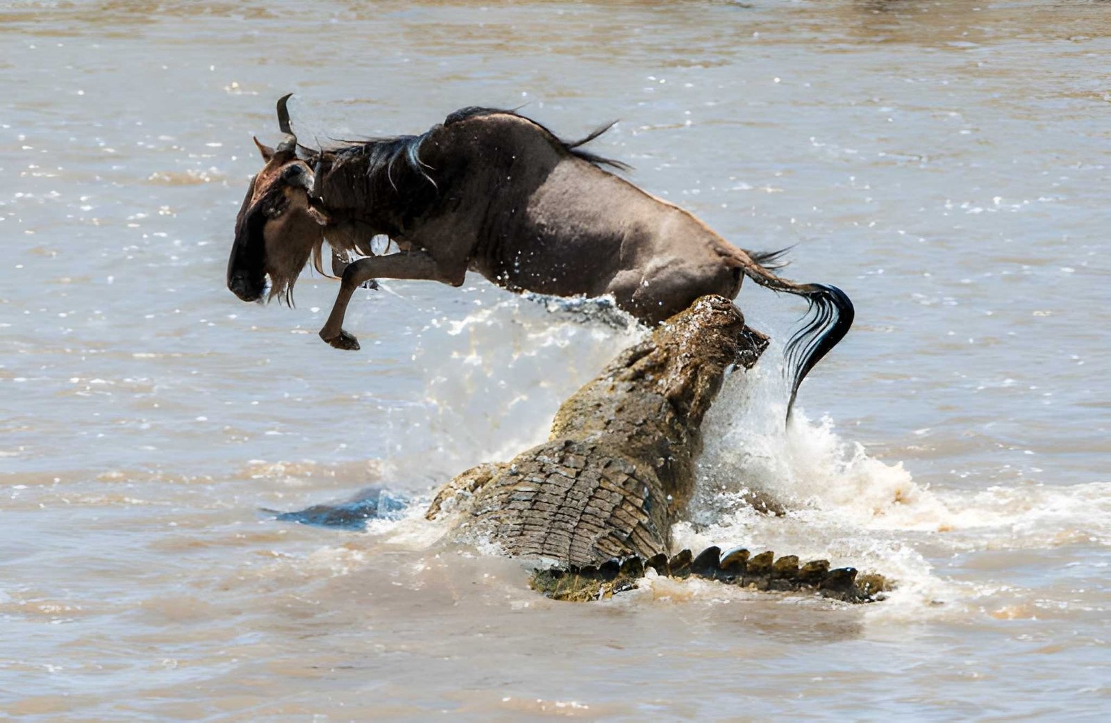 Best Ngorongoro Crater Safari Packages From Moshi 2026-2027