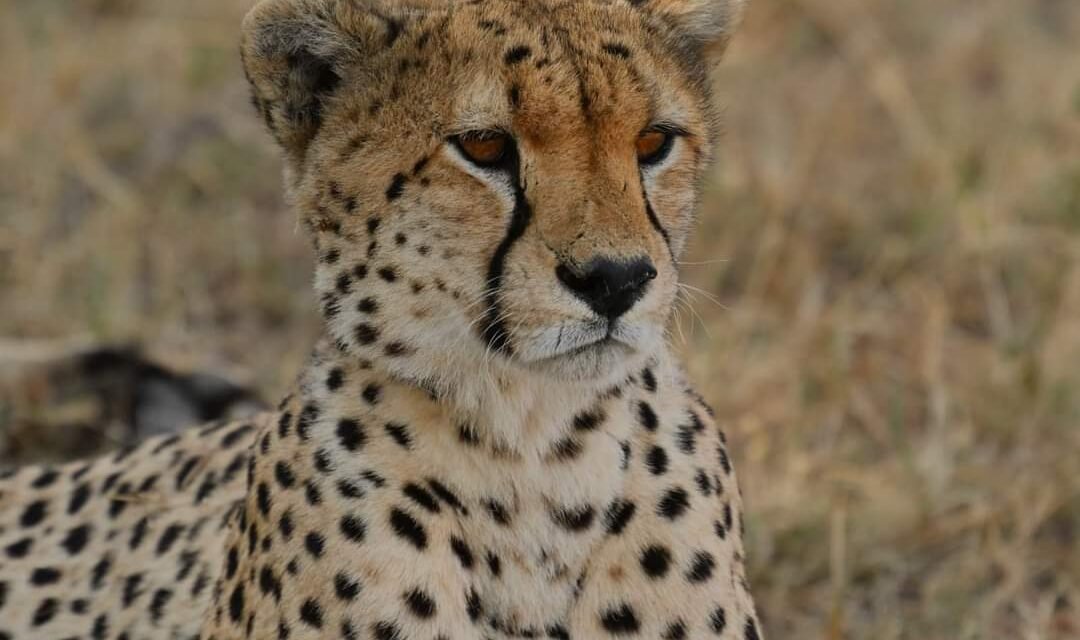 4 Day Southern Serengeti Migration Safari With Tented Accommodation 2026-2027