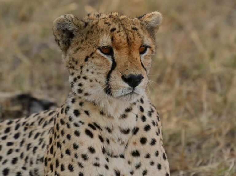 4 Day Southern Serengeti Migration Safari with Tented Accommodation