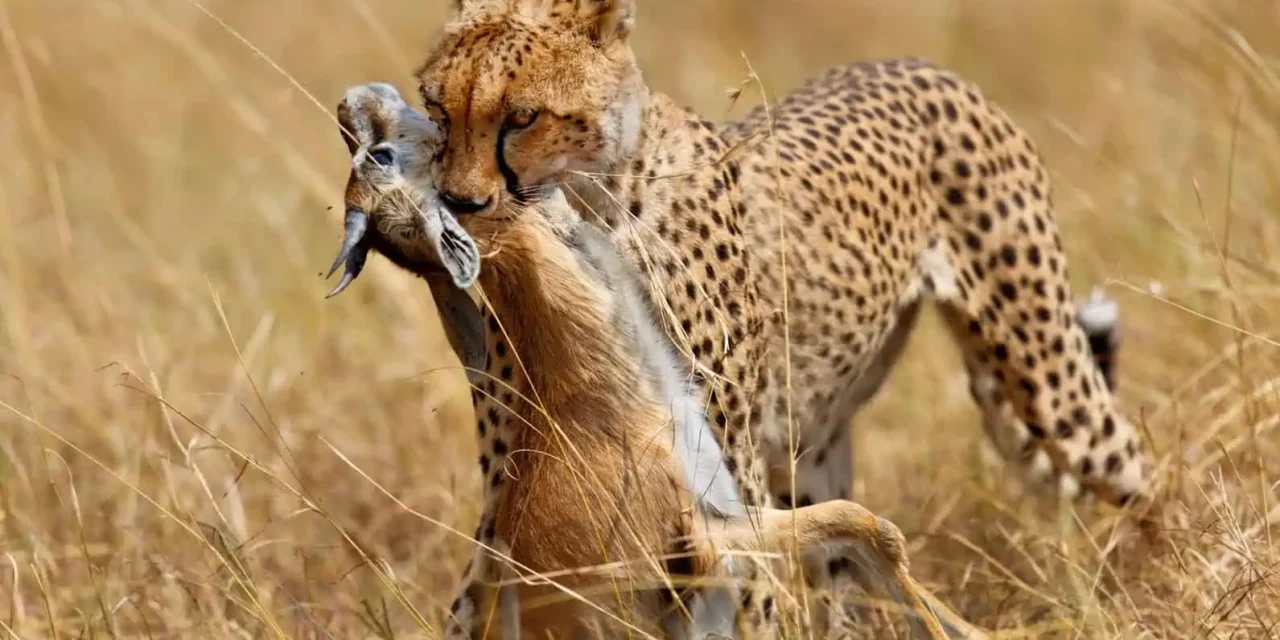 Is Ngorongoro Crater Better Than Serengeti For A Short Safari? 2026-2027