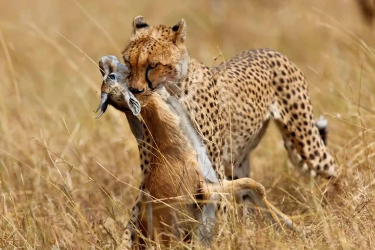 Is Ngorongoro Crater Better Than Serengeti for a Short Safari?