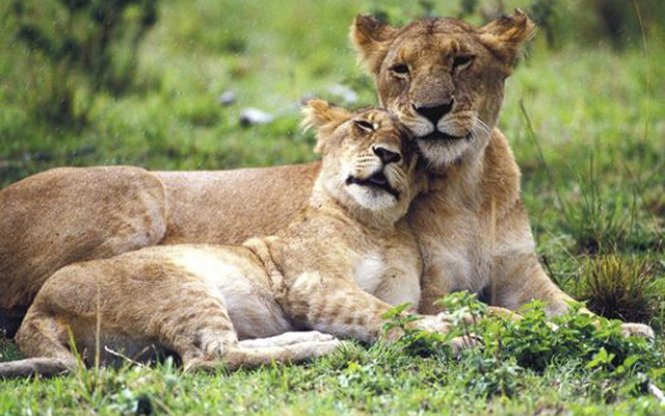 Best 3 Day Serengeti Safari Packages with Affordable Accommodation