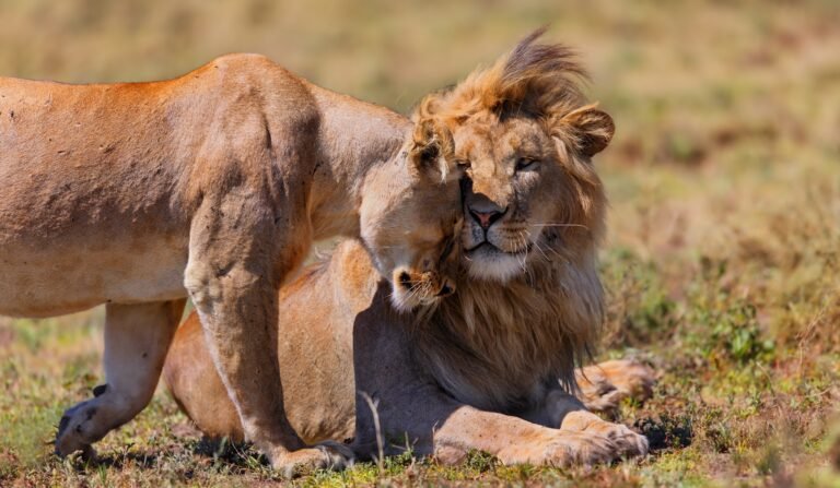 Private Tanzania Safari with Flexible Daily Game Drive Schedules
