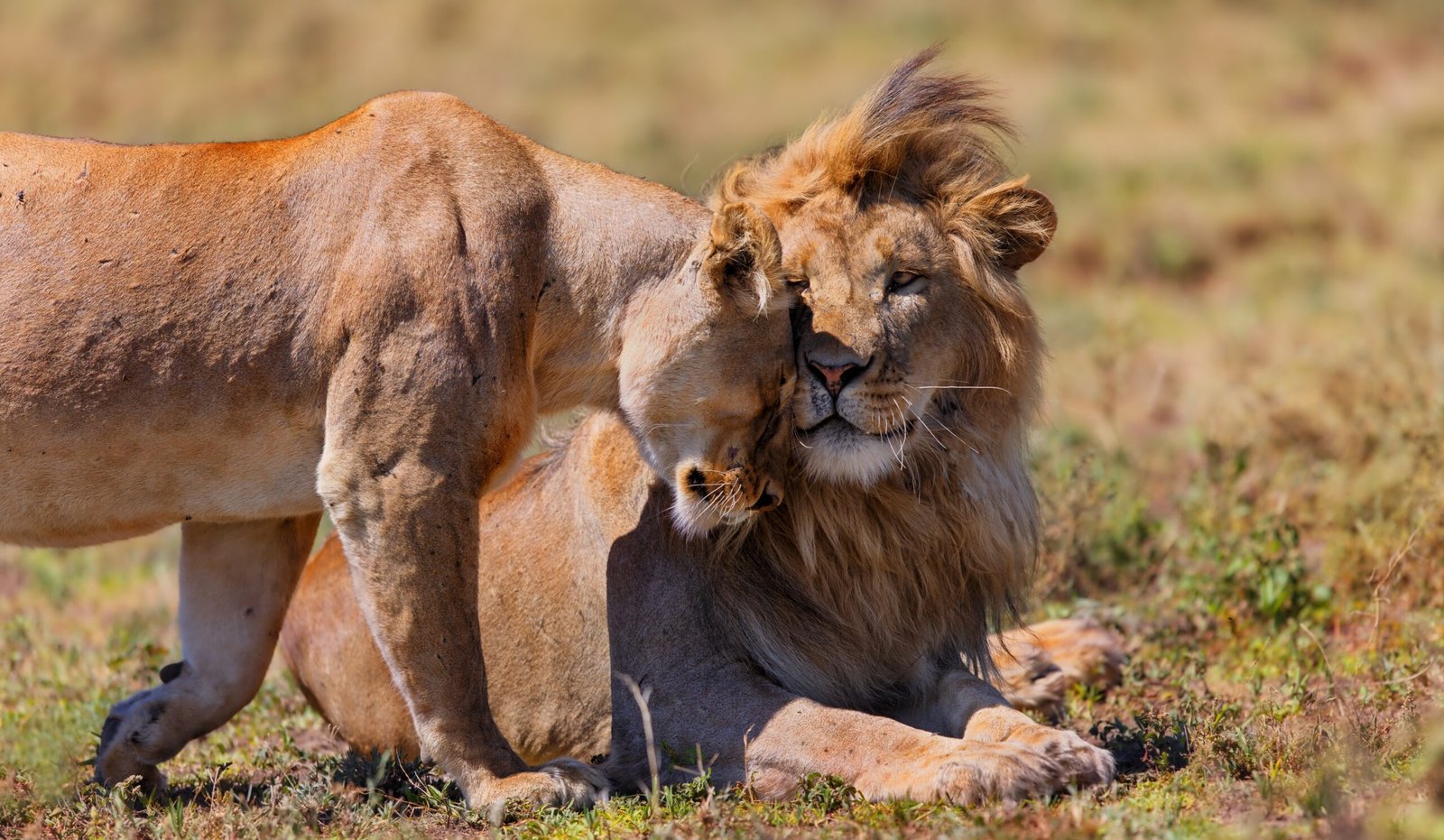 Tanzania Safari Packages For Elderly Travelers With Comfortable Lodges ()