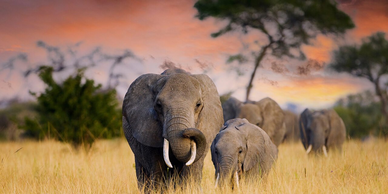 Can I Fly From Serengeti To Zanzibar After My Safari? 2026-2027