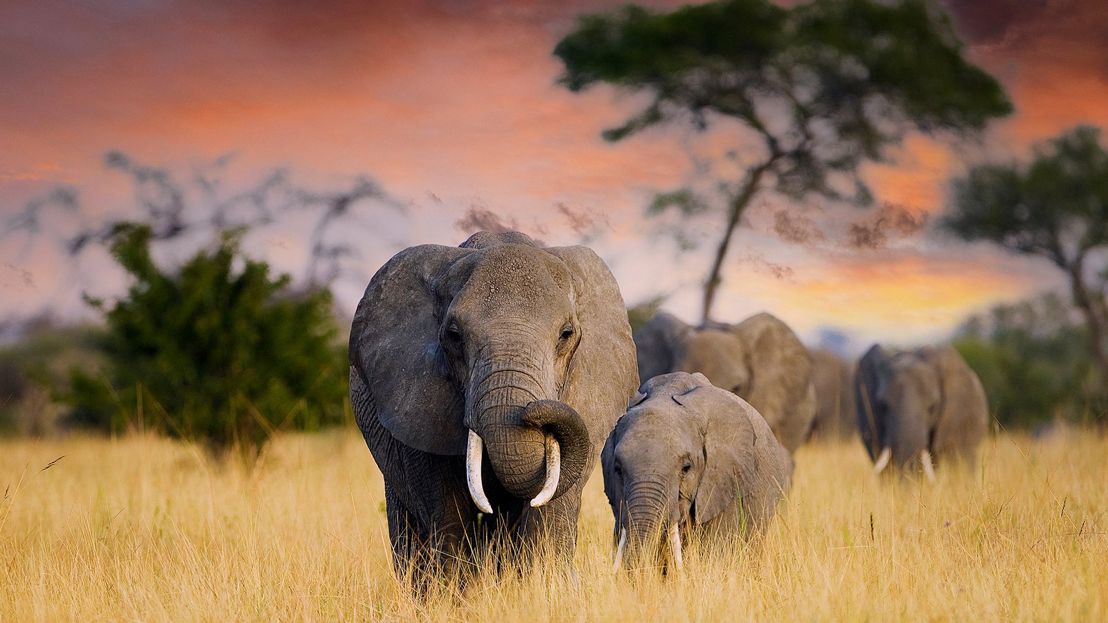 Tanzania Safari Packages For Elderly Travelers With Comfortable Lodges ()
