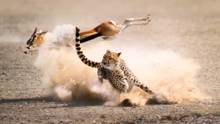 How Much Extra Does a Private Safari Vehicle Cost in Tanzania?