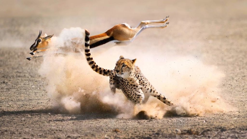 How Much Extra Does A Private Safari Vehicle Cost In Tanzania? 2026-2027