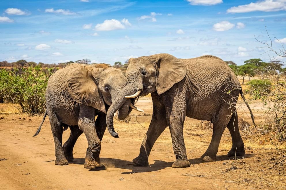 What Is The Total Cost Of A Tanzania Safari Without Hidden Fees? 2026-2027