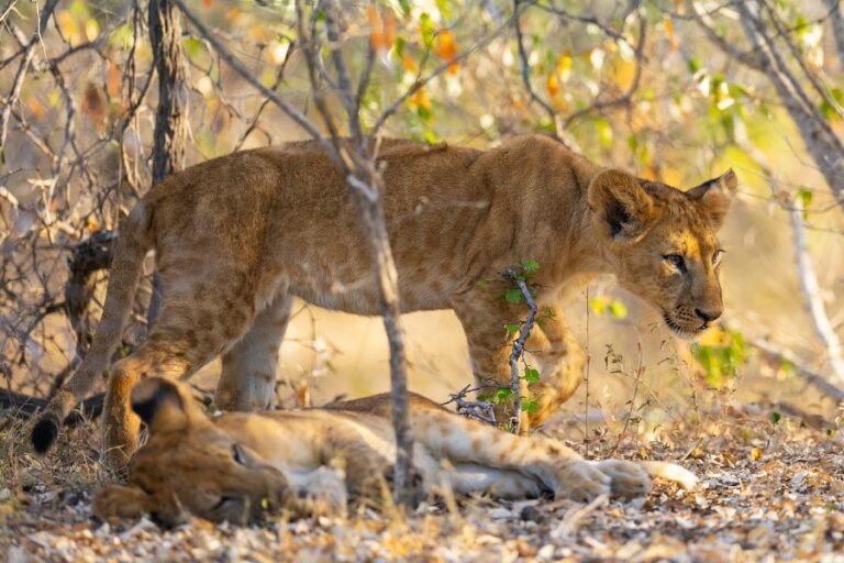 What Is the Total Cost of a Tanzania Safari Without Hidden Fees?