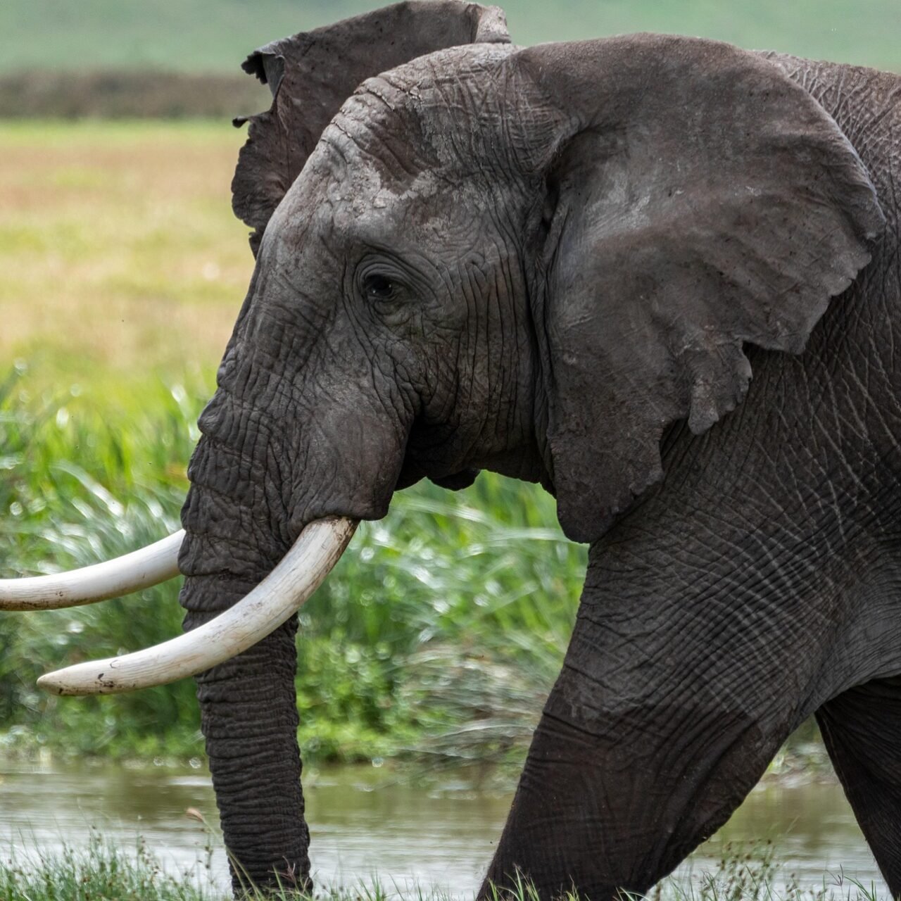 Best 1 Day Tanzania Safari Tours from Moshi with Prices 2026–2027