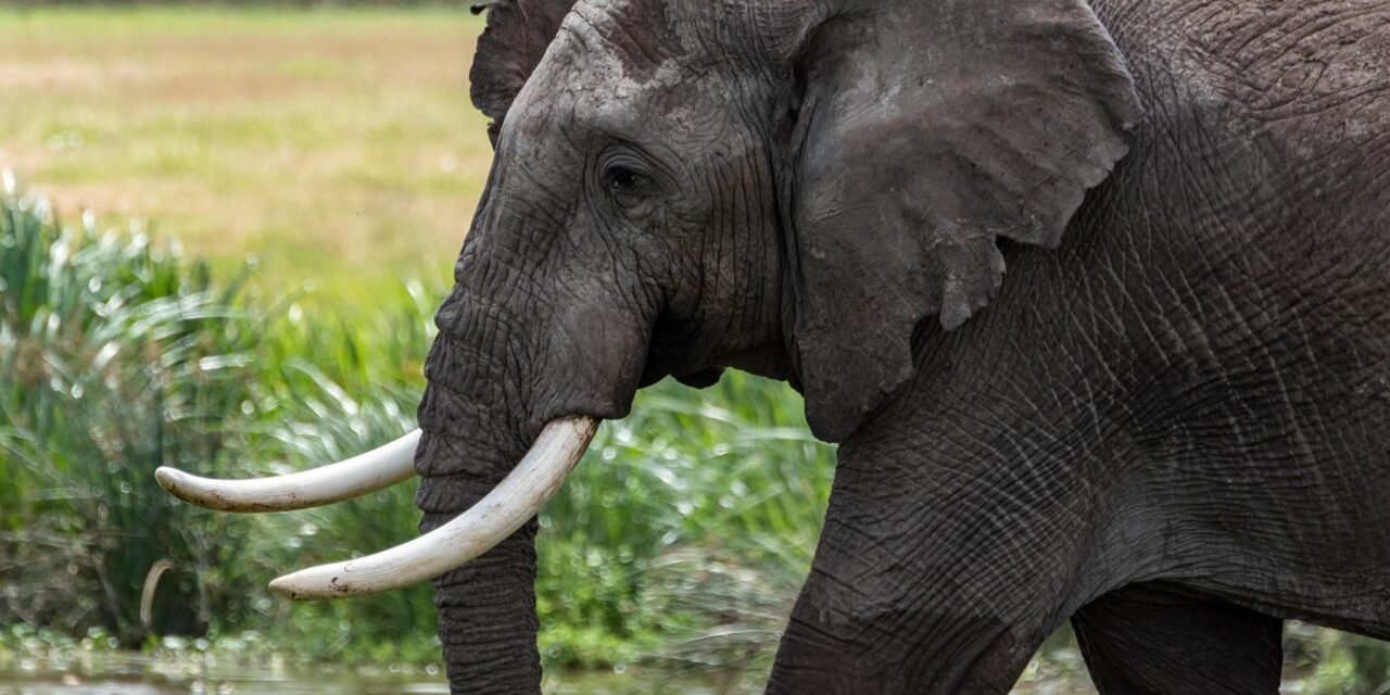 Best 1 Day Tanzania Safari Tours from Moshi with Prices 2026–2027