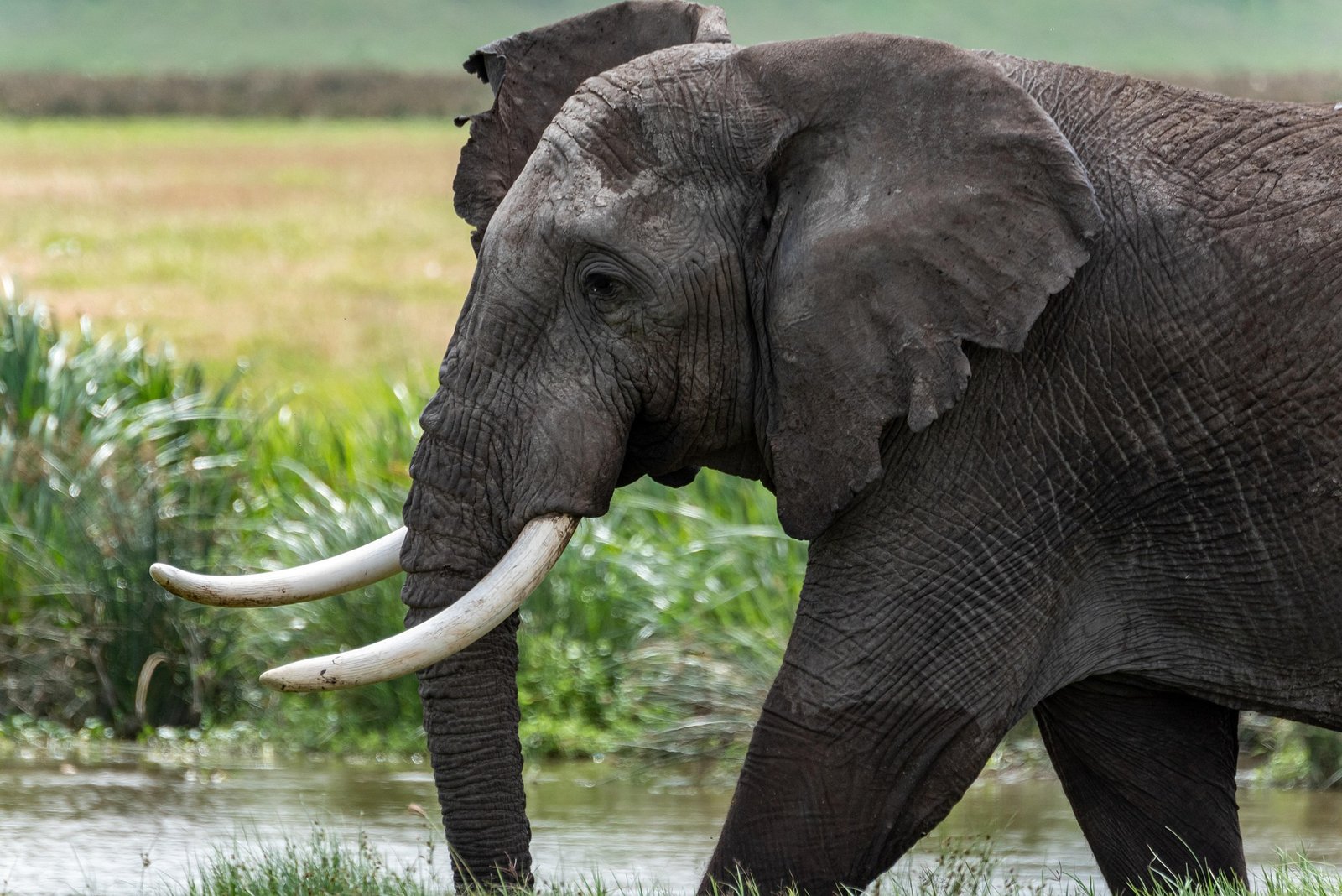 Tarangire Day Safari From Arusha With Lunch And Park Fees 2026-2027